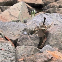 Actitis hypoleucos at Monash, ACT - 24 Nov 2020