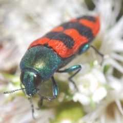 Castiarina crenata (Jewel beetle) at Mount Jerrabomberra - 22 Nov 2020 by Harrisi