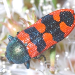 Castiarina crenata at Jerrabomberra, NSW - 23 Nov 2020 10:49 AM