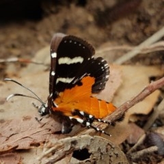 Hecatesia fenestrata (Common Whistling Moth) at Bruce, ACT - 23 Nov 2020 by melanoxylon