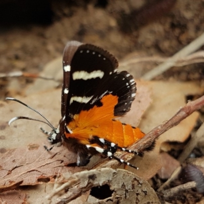 Hecatesia fenestrata (Common Whistling Moth) at Bruce, ACT - 24 Nov 2020 by melanoxylon