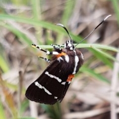 Hecatesia fenestrata at Bruce, ACT - 24 Nov 2020 06:21 AM