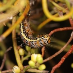 Hecatesia fenestrata at Bruce, ACT - 24 Nov 2020