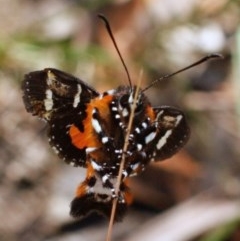 Hecatesia fenestrata at Bruce, ACT - 24 Nov 2020