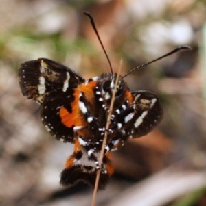 Hecatesia fenestrata at Bruce, ACT - 24 Nov 2020