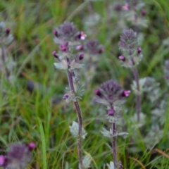 Parentucellia latifolia (Red Bartsia) at Wamboin, NSW - 27 Sep 2020 by natureguy