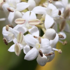 Ligustrum sinense (Narrow-leaf Privet, Chinese Privet) at O'Connor, ACT - 24 Nov 2020 by ConBoekel