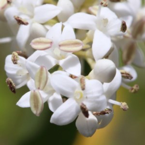 Ligustrum sinense at O'Connor, ACT - 24 Nov 2020 12:51 AM