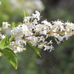 Ligustrum sinense at O'Connor, ACT - 24 Nov 2020 12:51 AM