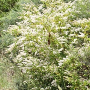 Ligustrum sinense at O'Connor, ACT - 24 Nov 2020 12:51 AM