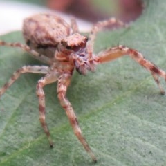 Helpis minitabunda (Threatening jumping spider) at Flynn, ACT - 23 Nov 2020 by Christine