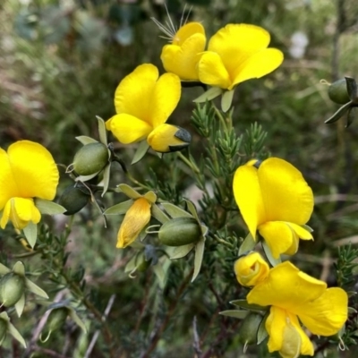 Gompholobium huegelii (Pale Wedge Pea) at Wandiyali-Environa Conservation Area - 24 Nov 2020 by Wandiyali