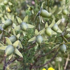 Gompholobium huegelii at Googong, NSW - 24 Nov 2020