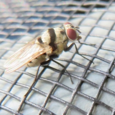 Anthomyia vicarians at Flynn, ACT - 23 Nov 2020 by Christine