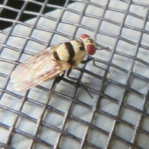 Anthomyia vicarians at Flynn, ACT - 24 Nov 2020 06:57 AM