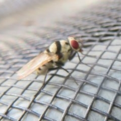 Anthomyia vicarians at Flynn, ACT - 24 Nov 2020 06:57 AM