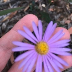 Brachyscome spathulata (Coarse Daisy, Spoon-leaved Daisy) at Wee Jasper, NSW - 22 Nov 2020 by Tapirlord