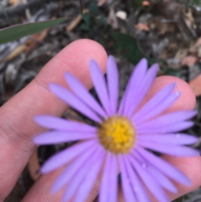 Brachyscome spathulata (Coarse Daisy, Spoon-leaved Daisy) at Wee Jasper, NSW - 22 Nov 2020 by Tapirlord