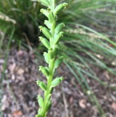 Microtis parviflora (Slender Onion Orchid) at Isaacs, ACT - 20 Nov 2020 by Tapirlord