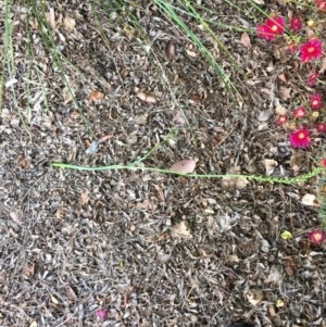 Microtis parviflora at Isaacs Ridge and Nearby - suppressed