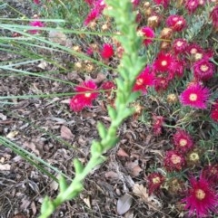 Microtis parviflora at Isaacs Ridge and Nearby - suppressed