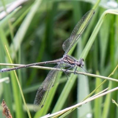 Austroargiolestes icteromelas (Common Flatwing) at Namadgi National Park - 23 Nov 2020 by SWishart