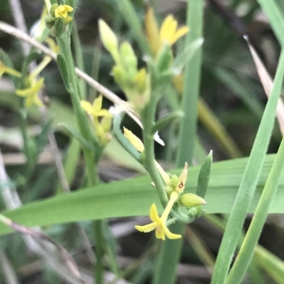 Pimelea curviflora (Curved Rice-flower) at Bruce Ridge to Gossan Hill - 23 Nov 2020 by MattFox