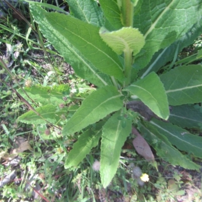 Verbascum virgatum (Green Mullein) at O'Malley, ACT - 14 Nov 2020 by Tapirlord