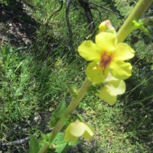 Verbascum virgatum at O'Malley, ACT - 14 Nov 2020 08:05 PM