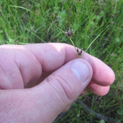 Schoenus apogon (Common Bog Sedge) at O'Malley, ACT - 14 Nov 2020 by Tapirlord