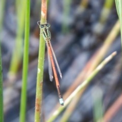 Ischnura aurora (Aurora Bluetail) at Mount Clear, ACT - 23 Nov 2020 by SWishart