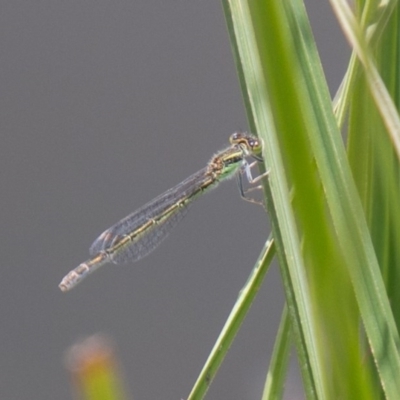Ischnura aurora (Aurora Bluetail) at Mount Clear, ACT - 24 Nov 2020 by SWishart