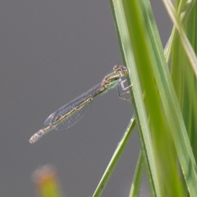 Ischnura aurora (Aurora Bluetail) at Mount Clear, ACT - 23 Nov 2020 by SWishart