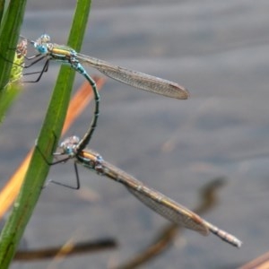 Austrolestes cingulatus at Mount Clear, ACT - 24 Nov 2020 12:37 AM