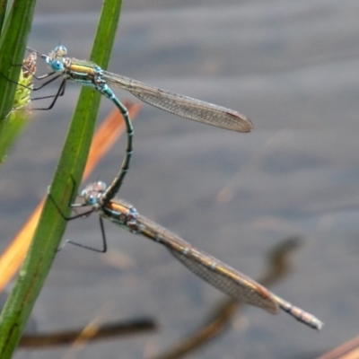 Austrolestes cingulatus (Metallic Ringtail) at Mount Clear, ACT - 23 Nov 2020 by SWishart