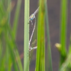 Austrolestes cingulatus at Mount Clear, ACT - 24 Nov 2020 12:37 AM