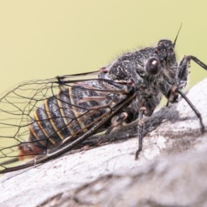 Atrapsalta furcilla at Mount Clear, ACT - 24 Nov 2020