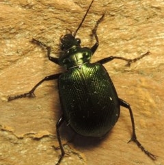 Calosoma schayeri (Green caterpillar hunter) at Gordon, ACT - 15 Nov 2020 by michaelb