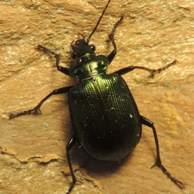 Calosoma schayeri (Green caterpillar hunter) at Point Hut Pond - 15 Nov 2020 by michaelb