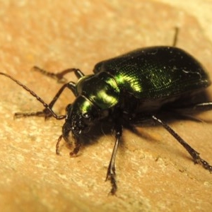 Calosoma schayeri at Gordon, ACT - 15 Nov 2020 12:24 PM