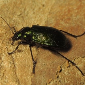 Calosoma schayeri at Gordon, ACT - 15 Nov 2020 12:24 PM