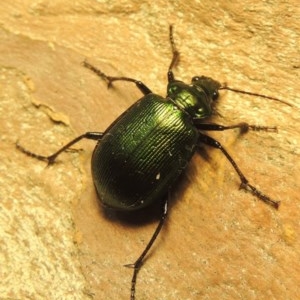 Calosoma schayeri at Gordon, ACT - 15 Nov 2020 12:24 PM