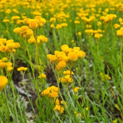 Chrysocephalum apiculatum (Common Everlasting) at Nicholls, ACT - 24 Nov 2020 by leith7