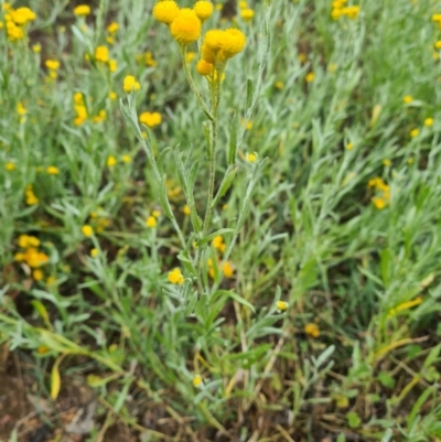 Chrysocephalum apiculatum (Common Everlasting) at Nicholls, ACT - 24 Nov 2020 by leith7