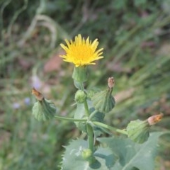 Sonchus oleraceus (Annual Sowthistle) at Pollinator-friendly garden Conder - 17 Nov 2020 by michaelb