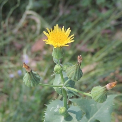 Sonchus oleraceus (Annual Sowthistle) at Conder, ACT - 18 Nov 2020 by MichaelBedingfield