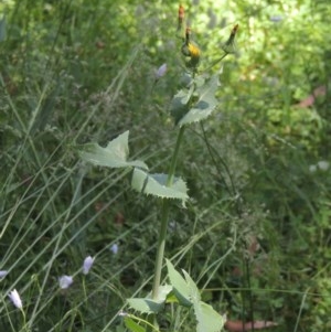 Sonchus oleraceus at Conder, ACT - 18 Nov 2020