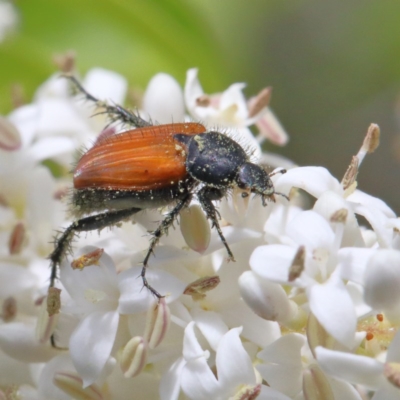 Phyllotocus rufipennis (Nectar scarab) at Dryandra St Woodland - 23 Nov 2020 by ConBoekel