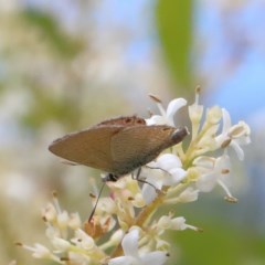 Nacaduba biocellata (Two-spotted Line-Blue) at O'Connor, ACT - 23 Nov 2020 by ConBoekel