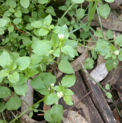 Stellaria media (Common Chickweed) at Nangus, NSW - 12 Jul 2019 by abread111